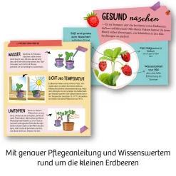 Feen-Erdbeeren
