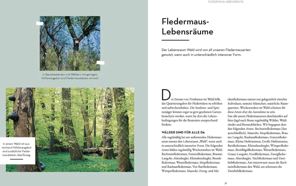 Fledermäuse