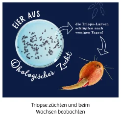 Fun Science Triops züchten