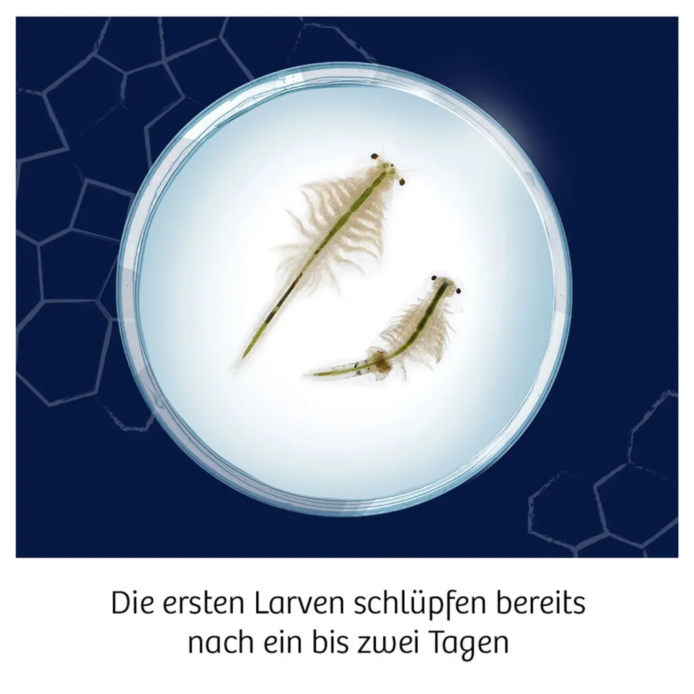 Fun Science Wuselnde Salzkrebse