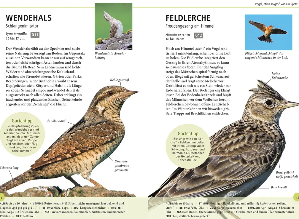 Gartenvögel lebensgroß