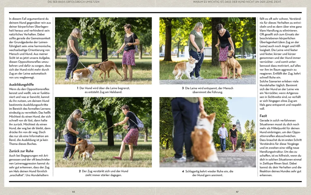 Hunde erziehen – mit der 5er-Basis