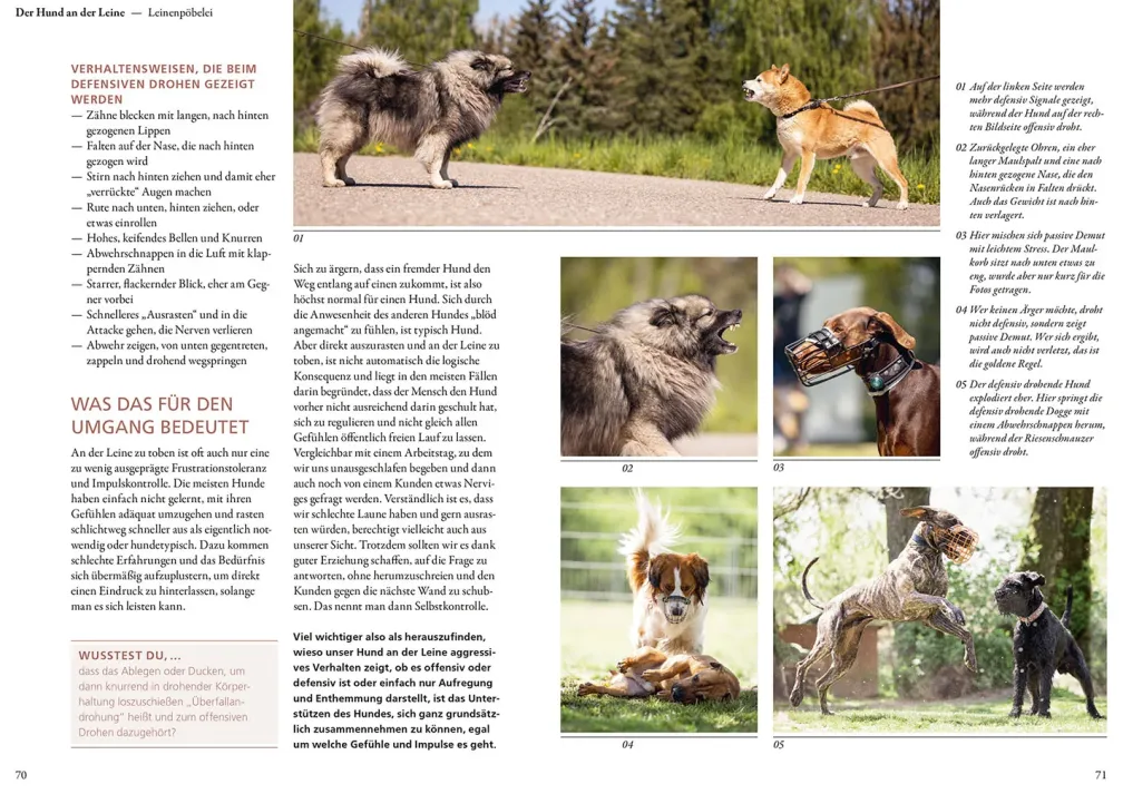 Hunde lesen lernen
