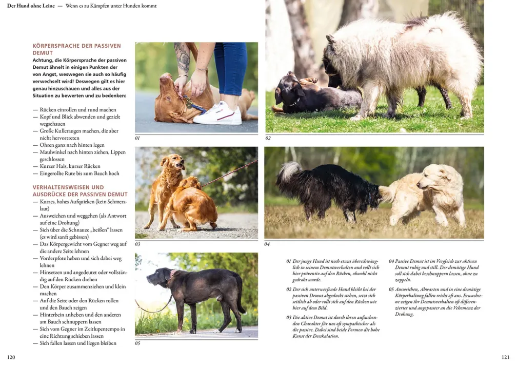 Hunde lesen lernen