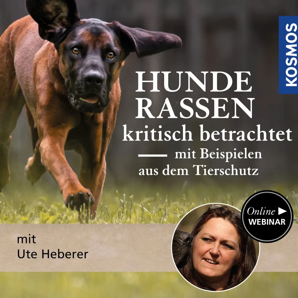Hunderassen kritisch betrachtet – mit Beispielen aus dem Tierschutz