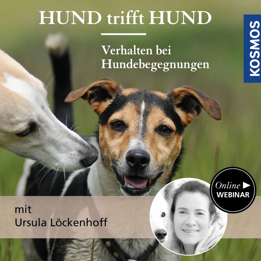 Hund trifft Hund – Verhalten bei Hundebegegnungen