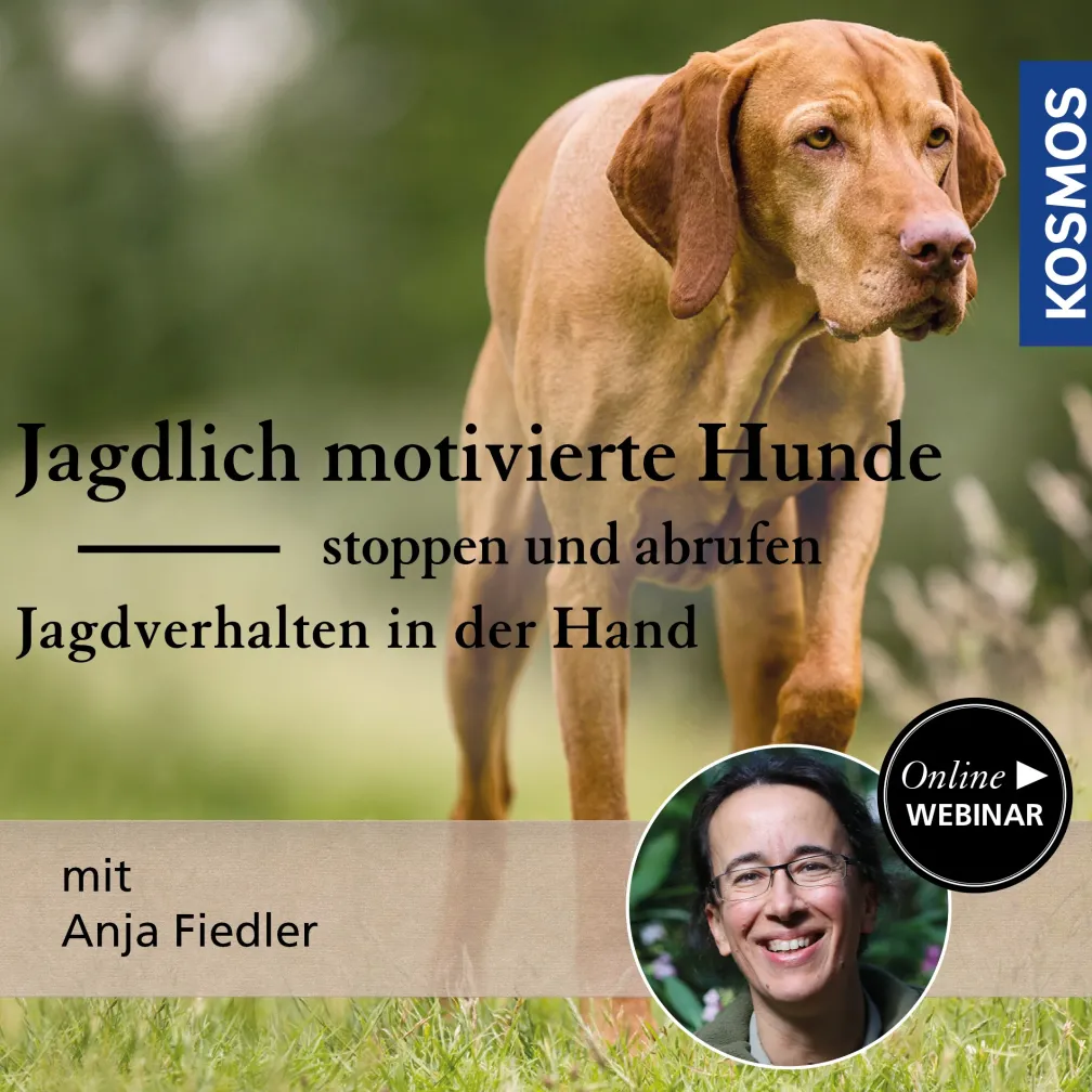 Jagdlich motivierte Hunde stoppen und abrufen: Jagdverhalten in der Hand
