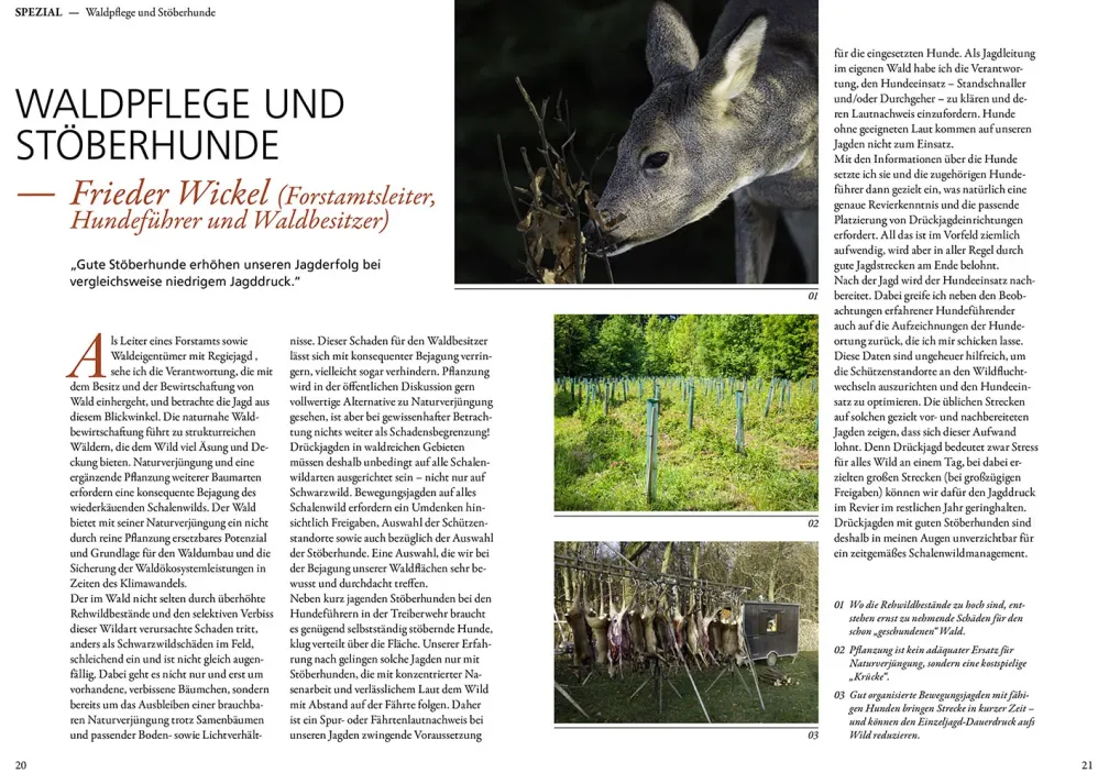 Jagen mit Stöberhunden