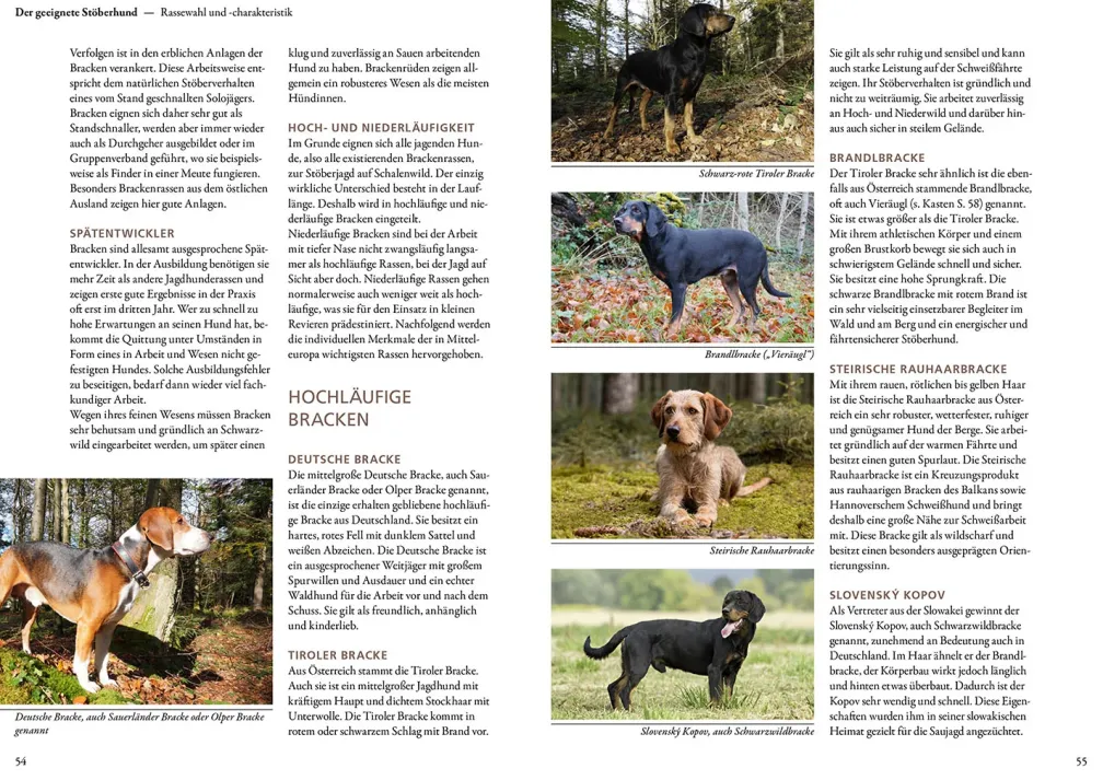 Jagen mit Stöberhunden