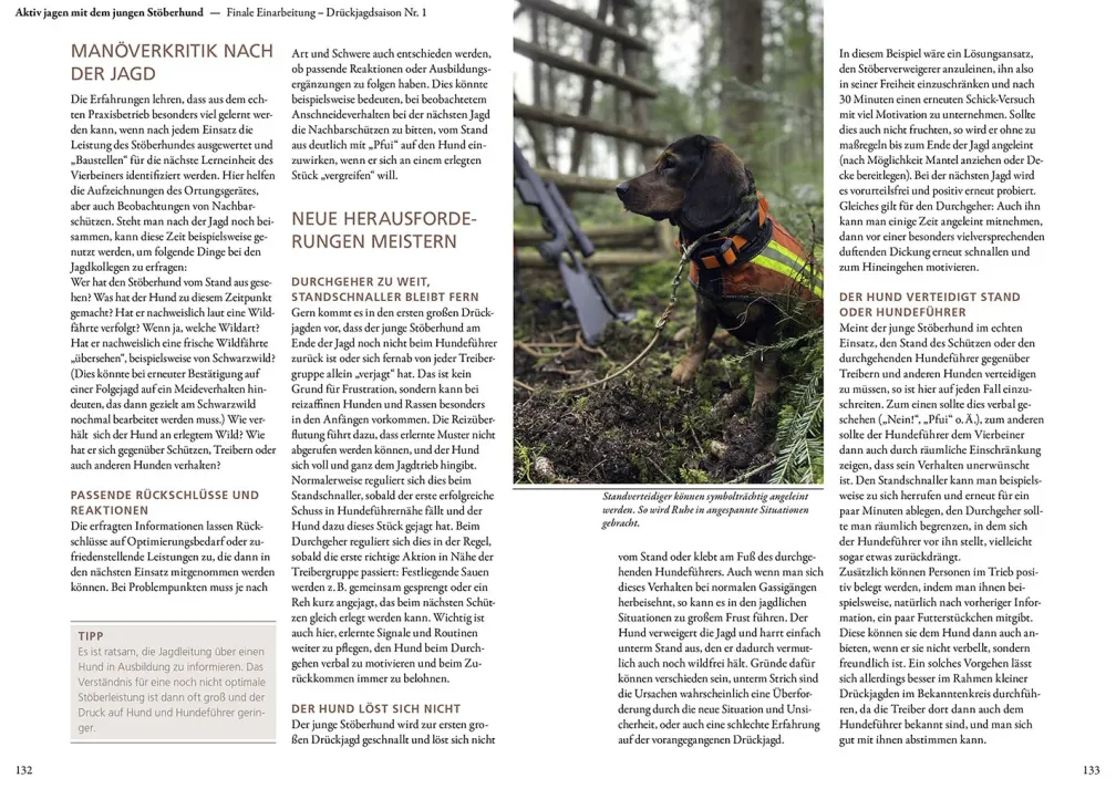Jagen mit Stöberhunden