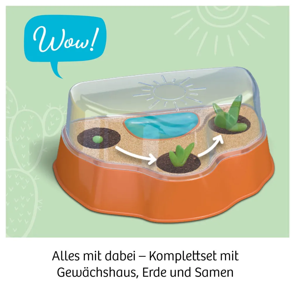 Kakteen-Wüste