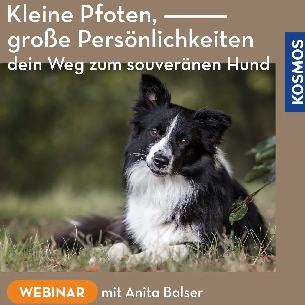 Kleine Pfoten, große Persönlichkeiten – dein Weg zum souveränen Hund