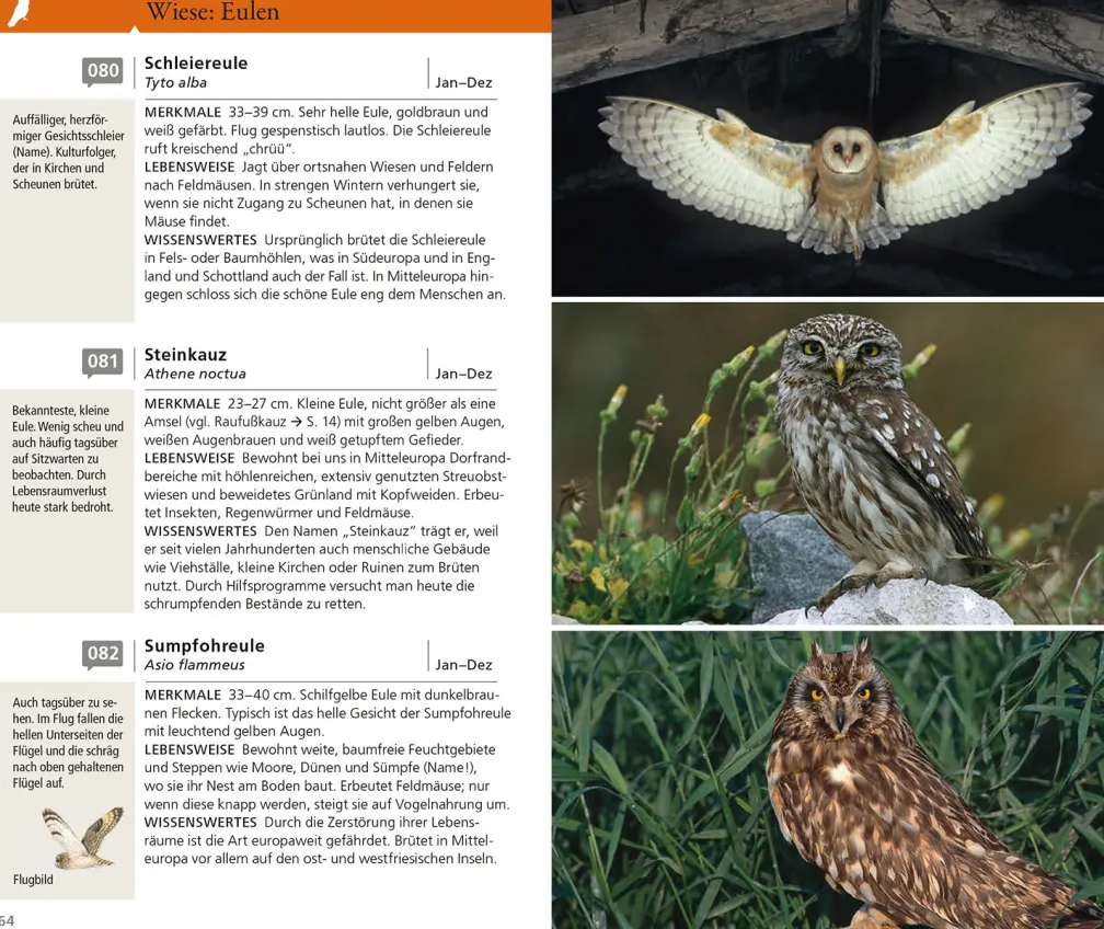 Kosmos Vogelführer für unterwegs