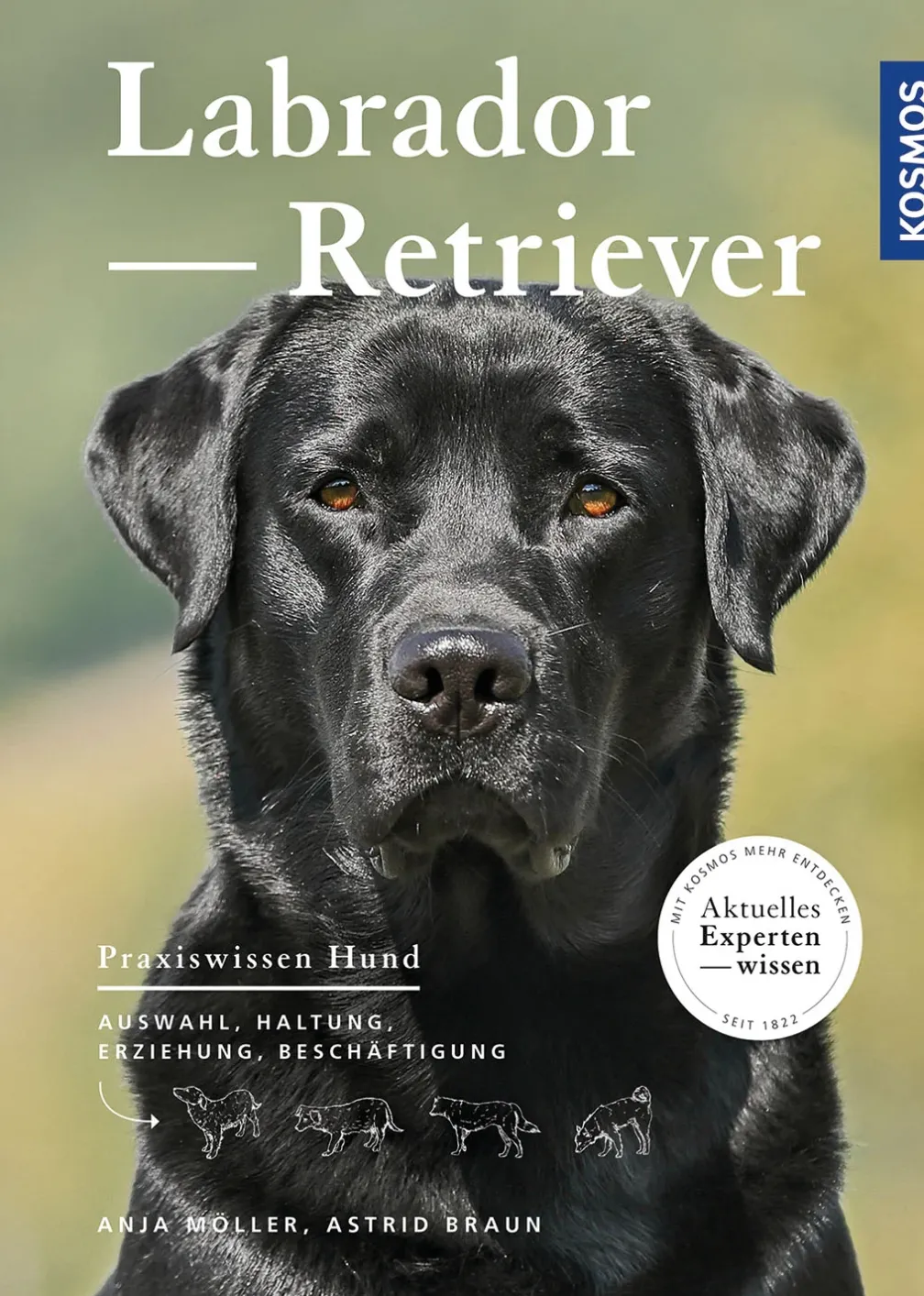 Labrador Retriever