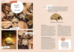Landschildkröten