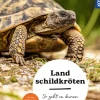 Landschildkröten