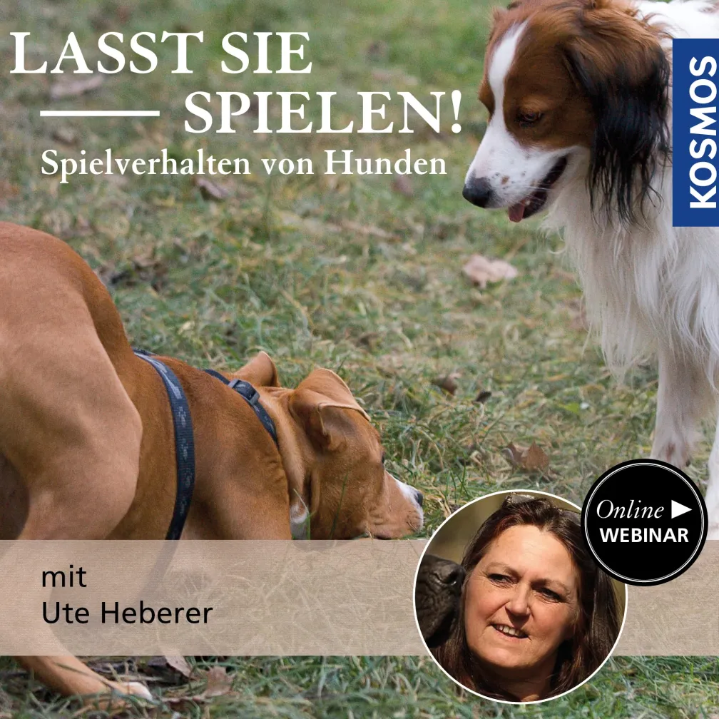 Lasst sie spielen! Spielverhalten von Hunden