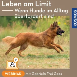 Leben am Limit – Wenn Hunde im Alltag permanent überfordert sind