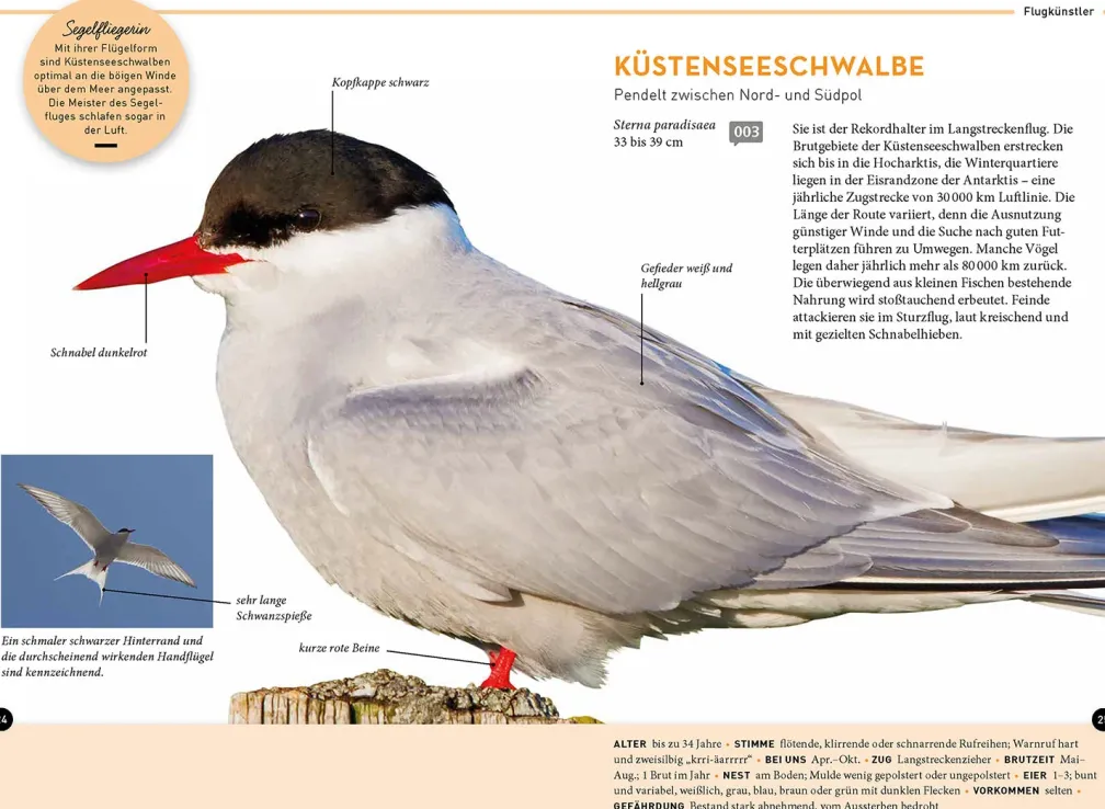 Lieblingsvögel