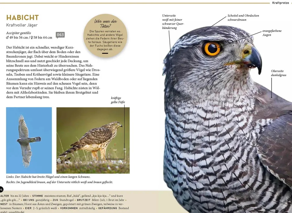 Lieblingsvögel