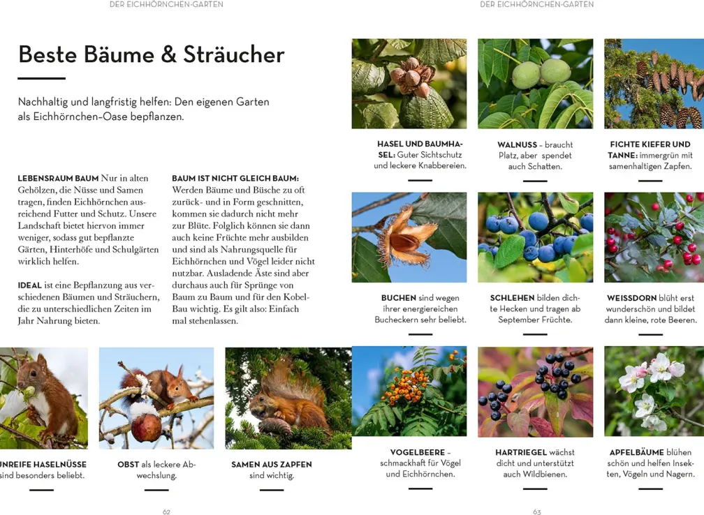 Mach was für Eichhörnchen