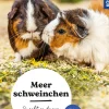 Meerschweinchen