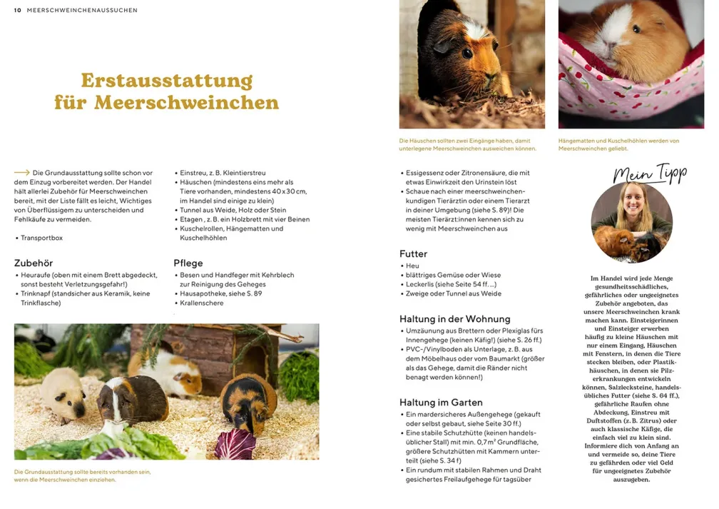 Meerschweinchen
