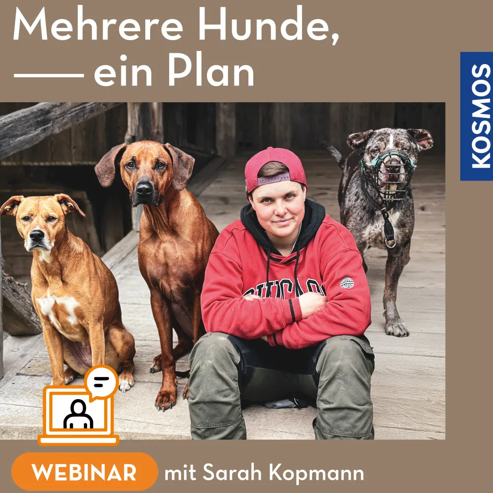 Mehrere Hunde – ein Plan