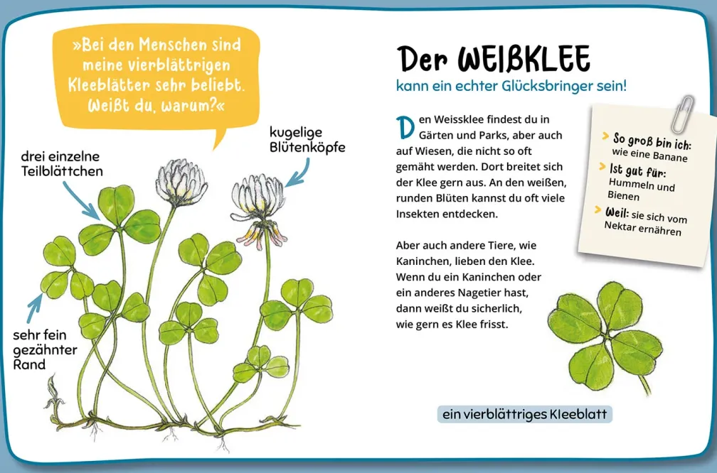Mein erster Naturführer, Was blüht denn da?
