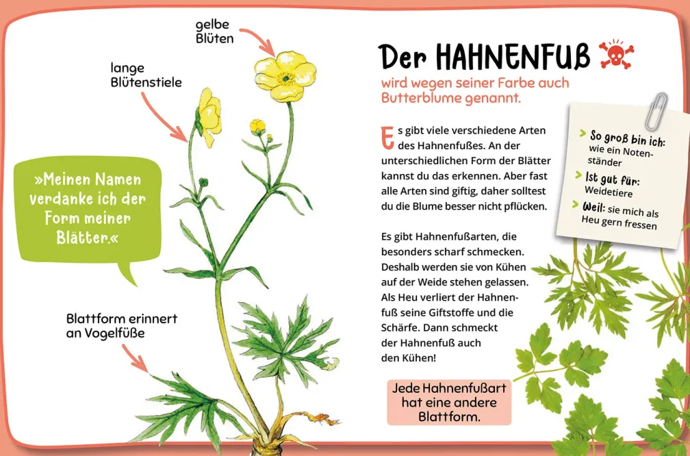 Mein erster Naturführer, Was blüht denn da?