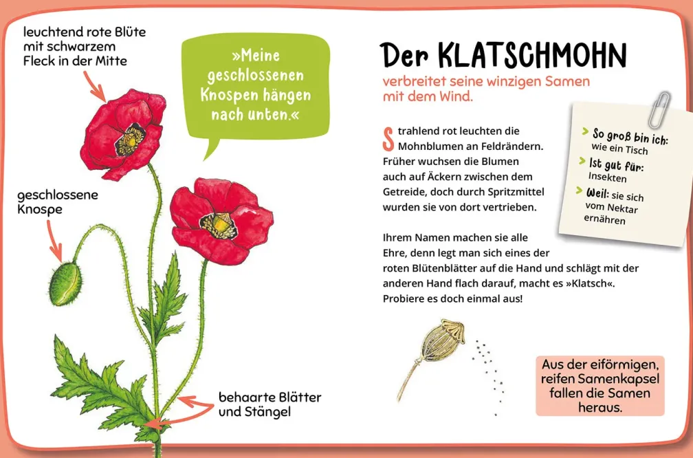 Mein erster Naturführer, Was blüht denn da?