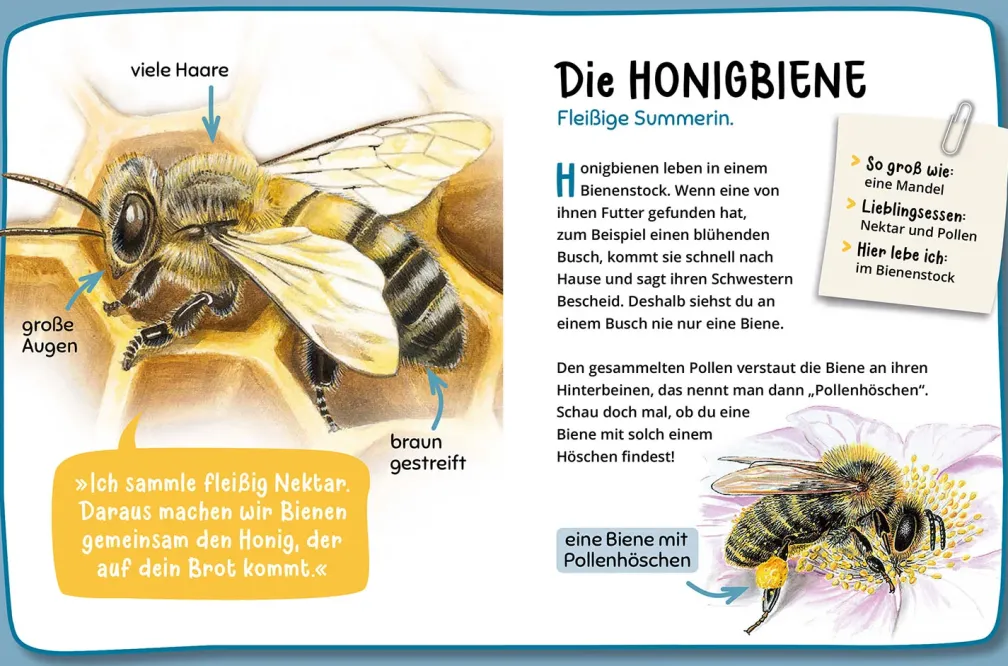 Mein erster Naturführer, Was krabbelt denn da?