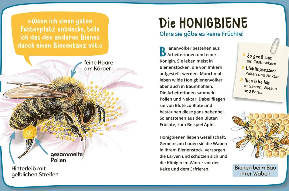Mein erster Naturführer Was lebt im Garten?