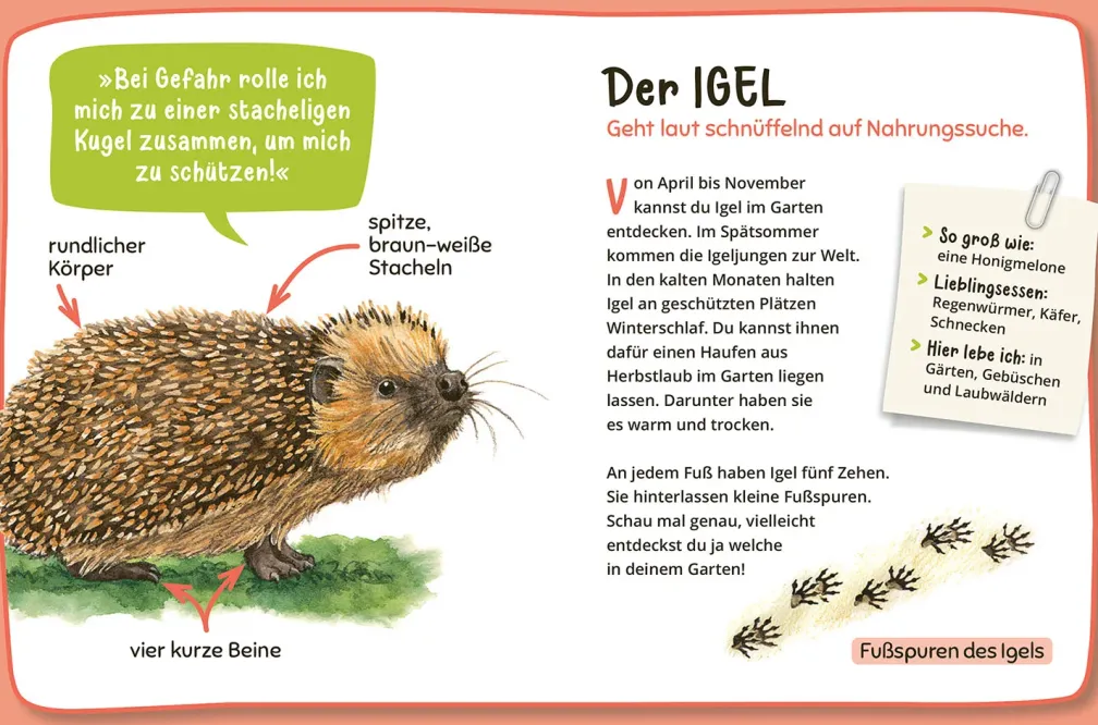 Mein erster Naturführer Was lebt im Garten?