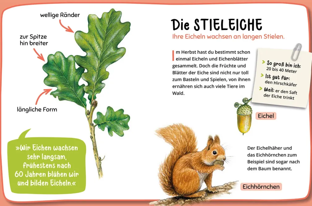 Mein erster Naturführer, Welcher Baum ist das?