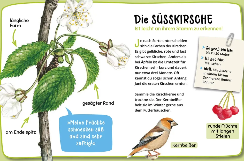 Mein erster Naturführer, Welcher Baum ist das?