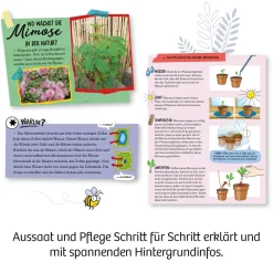 Mimosen-Garten