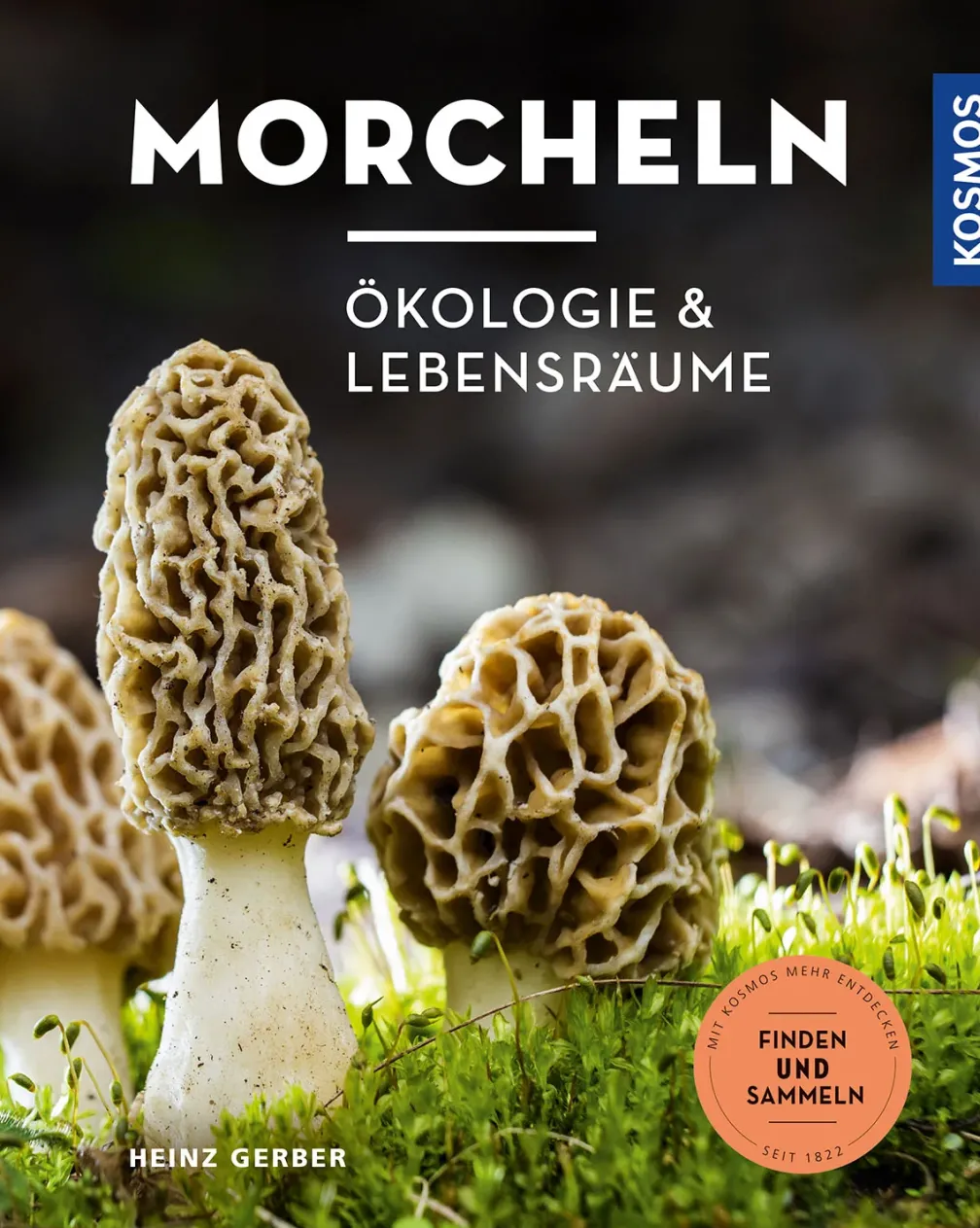 Morcheln