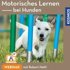 Motorisches Lernen bei Hunden