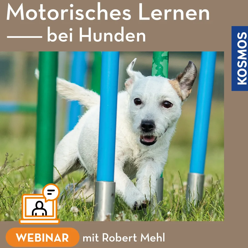 Motorisches Lernen bei Hunden