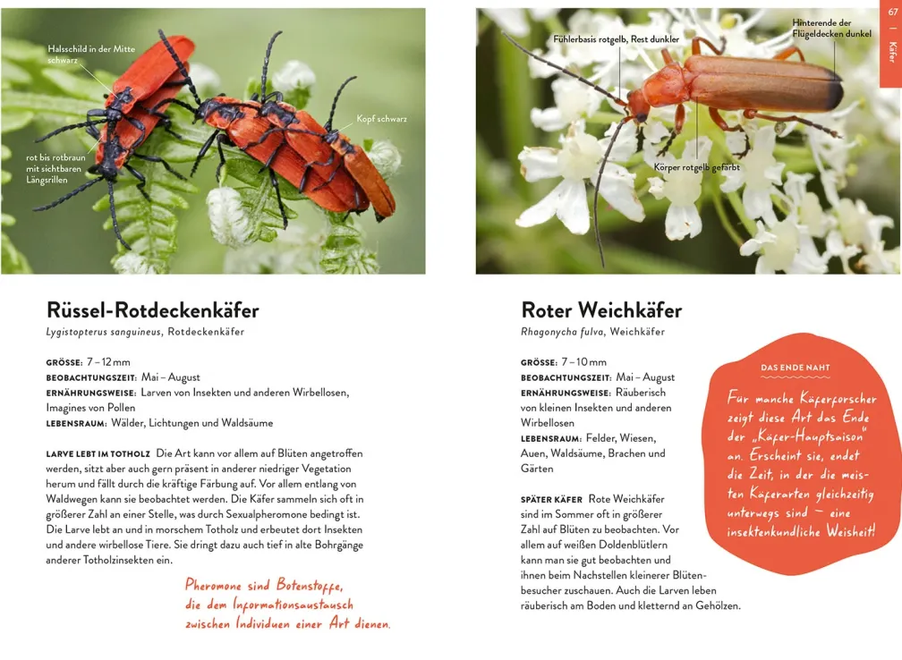 Nature Guide Insekten