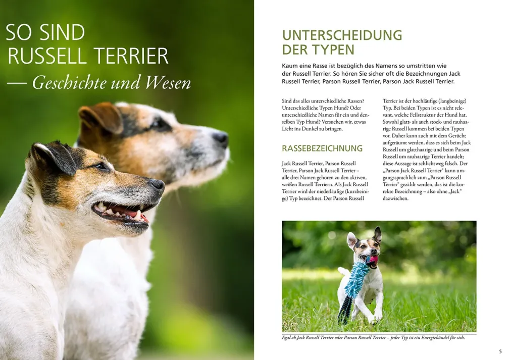 Parson und Jack Russell Terrier