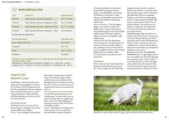 Parson und Jack Russell Terrier