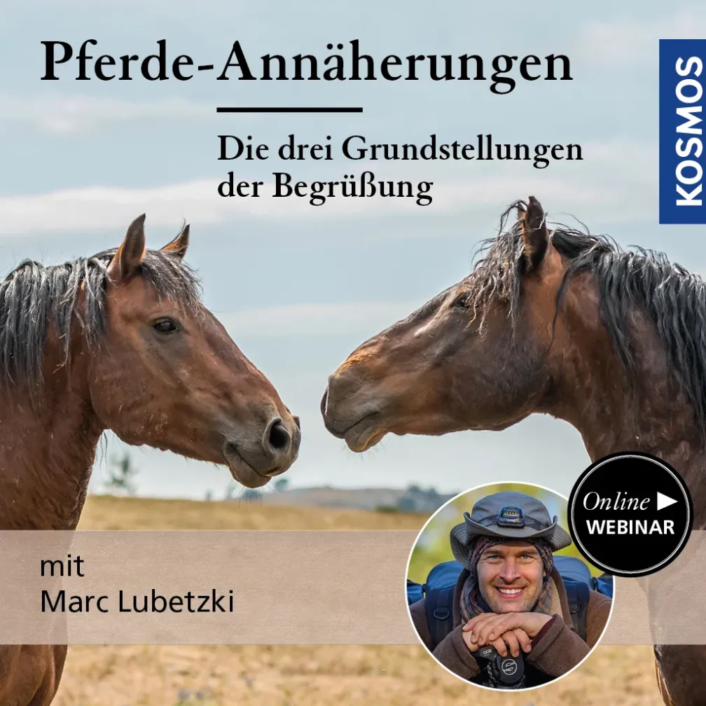 Pferde-Annäherungen: Die drei Grundstellungen der Begrüßung