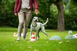 Rally Obedience – Einstieg leicht gemacht!