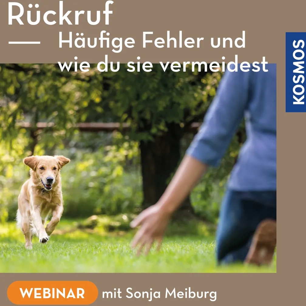 Rückruf – Häufige Fehler und wie du sie vermeidest