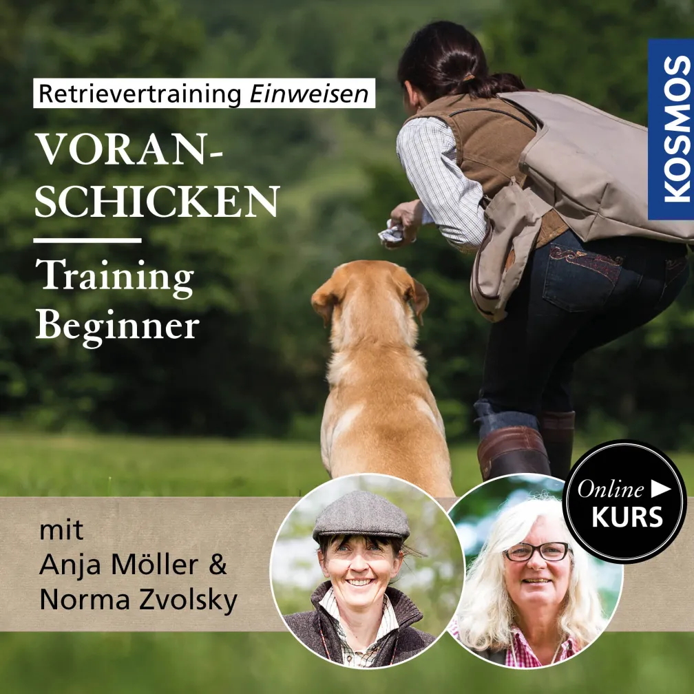 Retrievertraining Einweisen – Training Beginner Voran-Schicken