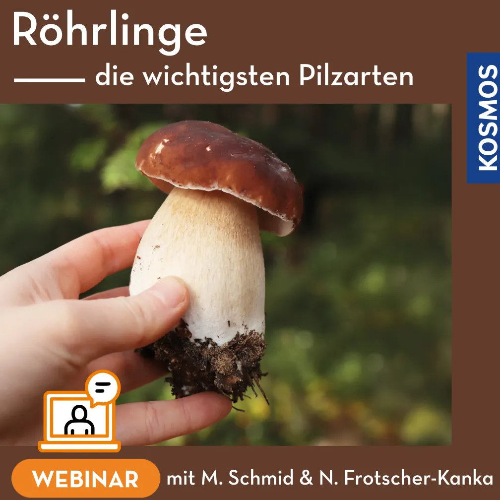 Röhrlinge – die wichtigsten Pilzarten
