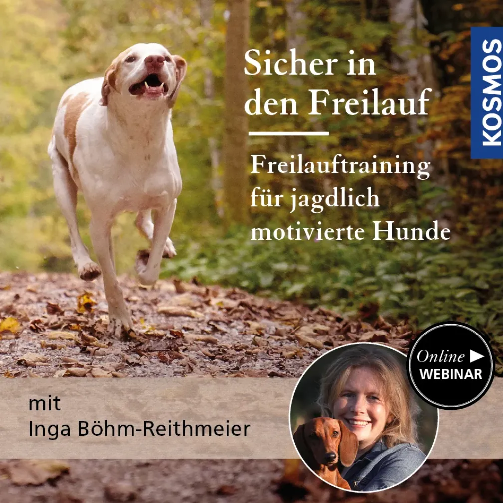 Sicher in den Freilauf – Freilauftraining für jagdlich motivierte Hunde