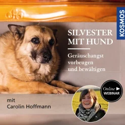 Silvester mit Hund – Geräuschangst vorbeugen und bewältigen